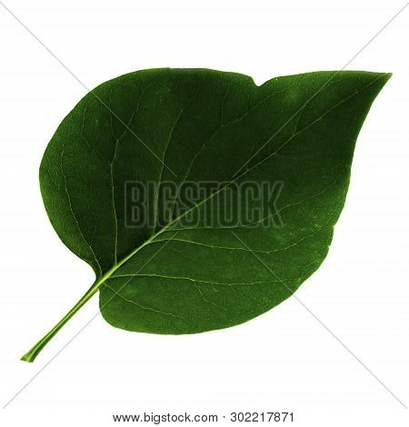 One Green Leaf Of Lilac Isolated On White Background, Top Side Of Leaf