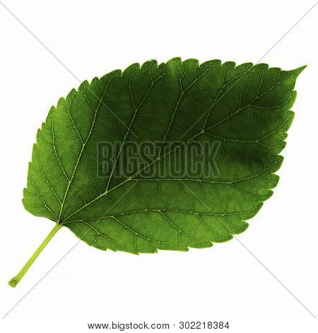 One Green Leaf Of Mulberry Isolated On White Background, Top Side Of Leaf