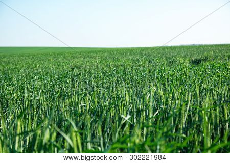 Green Field Of Young Wheat Sprouts, To The Horrizon