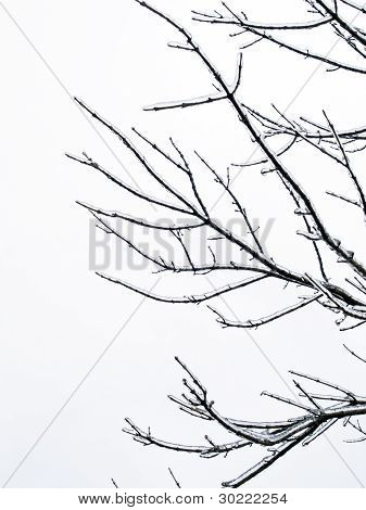 배경-얼음 나무 가지