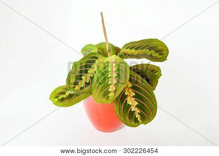 Beautiful Freshness Maranta Leuconeura Plant Or Prayer Plant With Leave Mix Colors With Green And Re