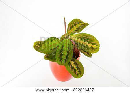 Beautiful Freshness Maranta Leuconeura Plant Or Prayer Plant With Leave Mix Colors With Green And Re