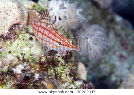 Longnose hawkfish (oxycirrhites typus), de Vörös-tengeren.