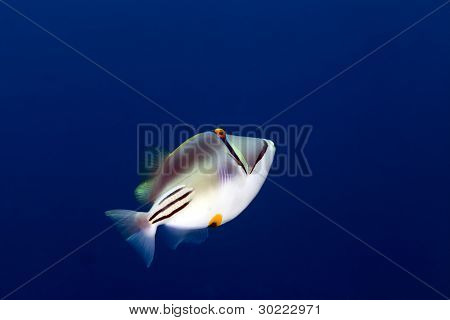 Picasso triggerfish in the Red sea.