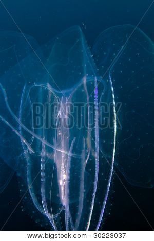 Siphonophore v Rudém moři.