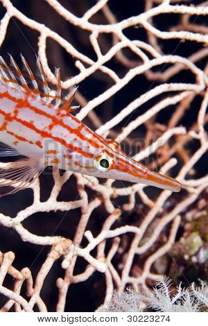 Longnose hawkfish (oxycirrhites typus), a Vörös-tengeren.