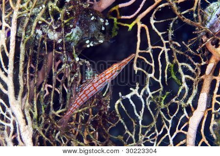 Longnose hawkfish (oxycirrhites typus), a Vörös-tengeren.