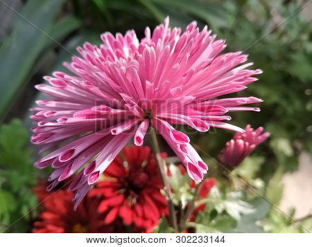 A  Picture Of Pink Flower With Bulr Background