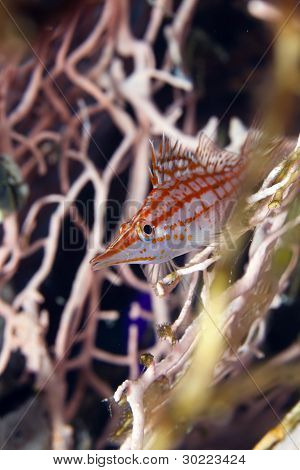 Longnose hawkfish (oxycirrhites typus), de Vörös-tengeren.