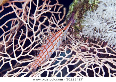Longnose hawkfish (oxycirrhites typus), de Vörös-tengeren.