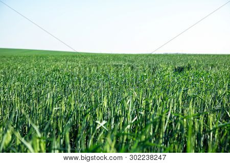 Green Field Of Young Wheat Sprouts, To The Horrizon