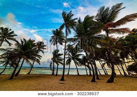 Palm Trees By The Sea In Bois Jolan Beach At Sunset. Guadeloupe, Caribbean Sea