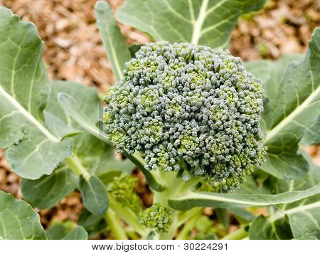 Verdure - Broccoli organico _