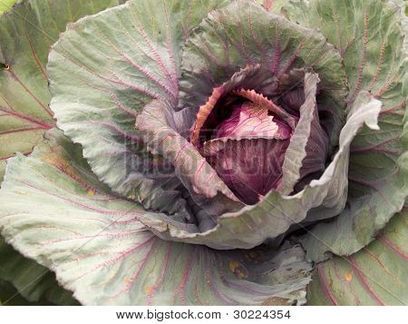 Verdure - organico _ Purple cavolo