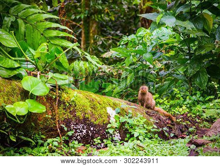 Indian Grey Mongoose In Basse Terre Jungle, Guadeloupe. Lesser Antilles, Caribbean