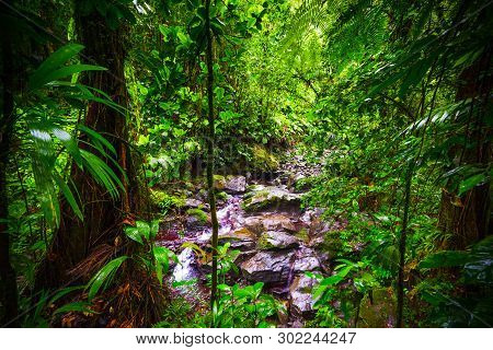 Small Stream And Rocks In Basse Terre Jungle In Guadeloupe, French West Indies. Lesser Antilles, Car