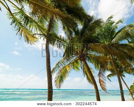 White Sand And Coconut Palms In Bois Jolan Beach In Guadeloupe, French West Indies. Lesser Antilles,