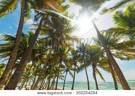 Sun Shining Over Bois Jolan Beach In Guadeloupe, French West Indies. Lesser Antilles, Caribbean Sea