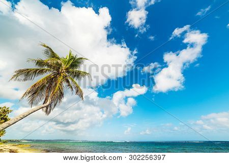 Coconut Palm Tree In Autre Bord Beach In Guadeloupe, French West Indies. Lesser Antilles, Caribbean 