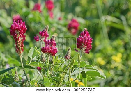 View Of Sulla Coronaria Flower. Agricultural Plant Are Grown For Animal Feed And To Collect Honey, M
