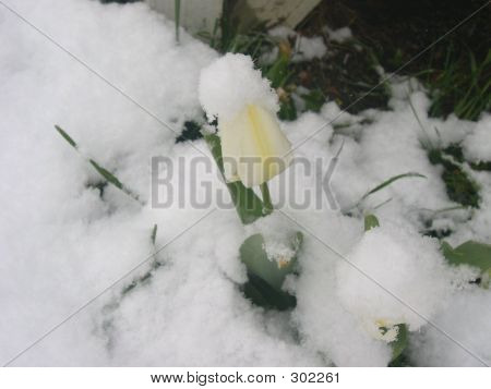 Snowtulip