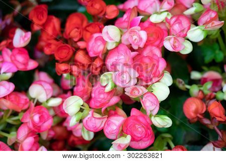 Numerous Bright Flowers Of Tuberous Begonias (begonia Tuberhybrida) In Garden.