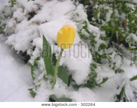 Snowtulip7
