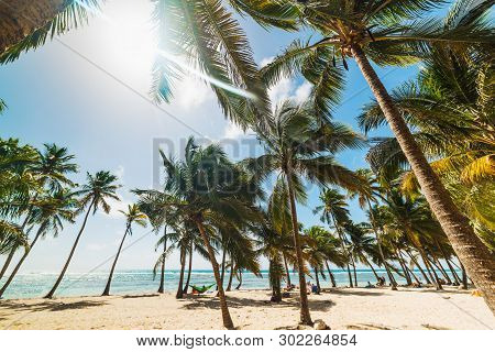 Several Palm Trees In Bois Jolan Beach In Guadeloupe, French West Indies. Lesser Antilles, Caribbean