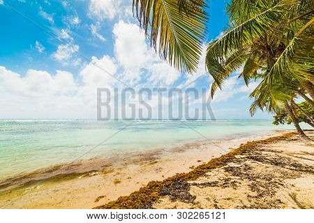 Palm Trees In Bois Jolan Beachin Guadeloupe, French West Indies. Lesser Antilles, Caribbean Sea