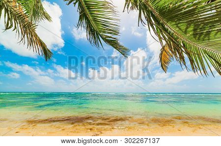 Palm Trees And Turquoise Sea In Bois Jolan Beach In Guadeloupe, French West Indies. Lesser Antilles,