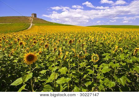 campo de girasol