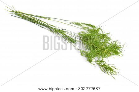 Poa Alpina, Commonly Known As Alpine Meadow-grass Or Alpine Bluegrass. Isolated