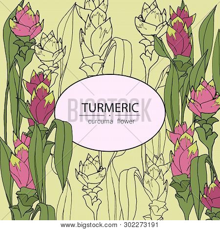 Background With Turmeric: Turmeric Flower And Leaves. Vector Illustration Hand Drawn With Place For 