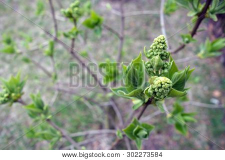 Young Lilac Close Up. Natural Texture Asbackground.