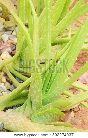 Fresh Alovera Plant In The Garden Is Raw Food