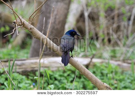 Common Grackel Perched On Branch Early Spring