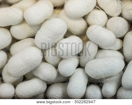 Silkworm Cocoon Which Is  Source Of Silk Thread And Silk Production