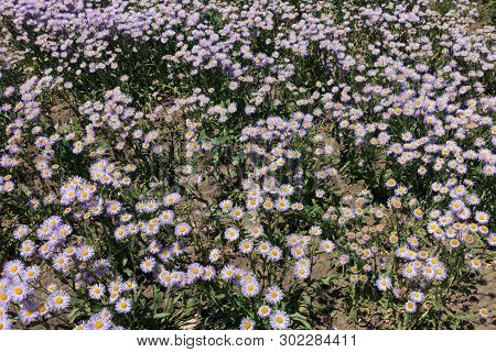 Little Pale Violet Flowers Of Erigeron Speciosus In June