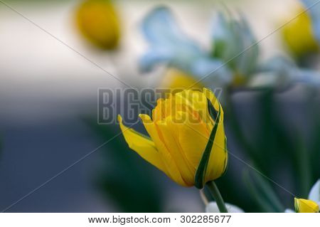 Bright Golden Yellow Tulip With Many Petals Bloom On A Spring Day