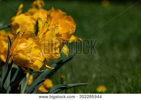 Bright Golden Yellow Tulip With Many Petals Bloom On A Spring Day