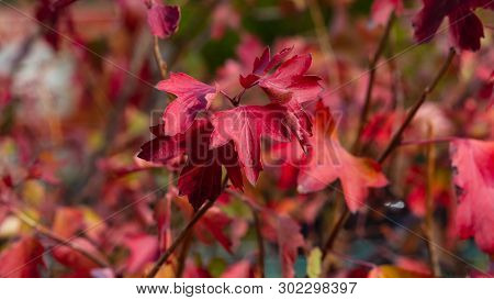 Leaves Of Golden Current Or Ribes Aurum In Autumn Sunlight Background, Selective Focus, Shallow Dof