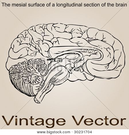 Vektor koncept eller begrebsmæssige gamle vintage anatomi tegning eller skitse af en menneskelig hjerne for uddannelse, mig