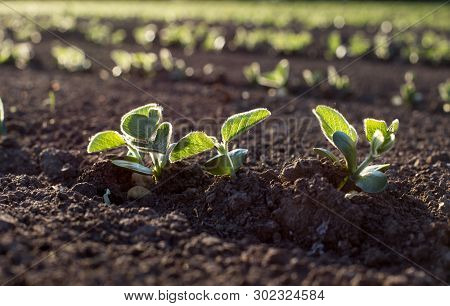 Soybean Field  In Spring