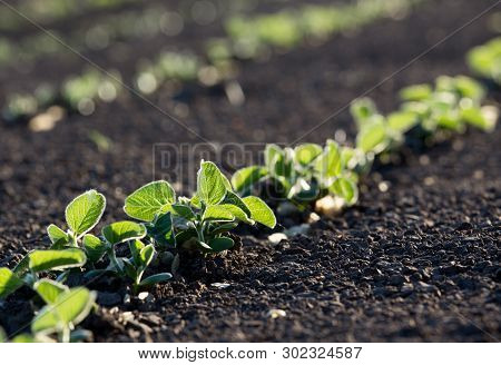 Soybean Field  In Spring