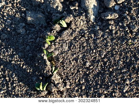 Aerial Image Of Field In Spring With Young Seedlings Of Soybean, At Sunset