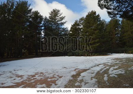 Beautiful Pine Forest Of Orihuela Mountain Port Snowy. History, Travel, Nature, Landscape, Vacation,