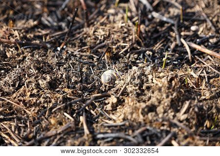 The Shell Of A Snail, Which Had Died In A Fire, Lies On Baked Grass. Consequences Of A Catastrophe. 
