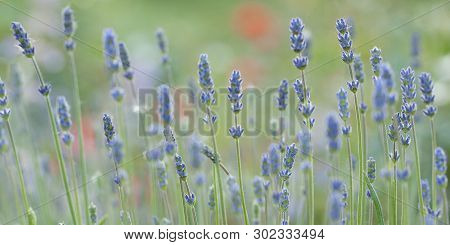 Beautiful Lavender Flowers Densely Growing In A Summer Field Or Park