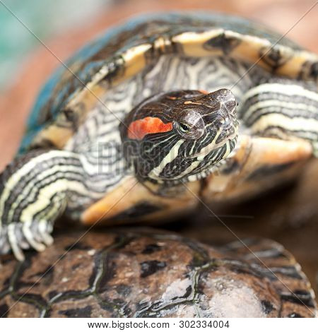 Beautiful Striped Turtle, A Symbol Of Wisdom And Longevity
