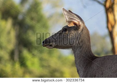 Deer Head On The Side. Deer Are Looking At Something Carefully. The Background Is A Green Tree.